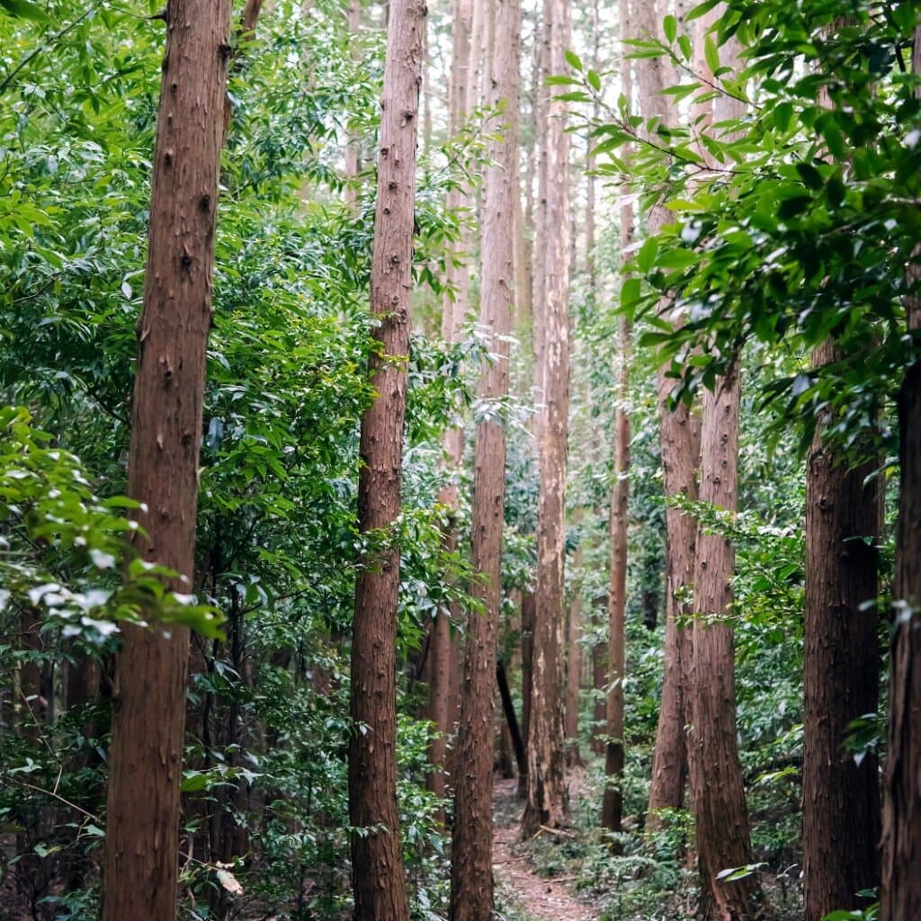 倒木がある山林/毛呂氏館跡(埼玉県毛呂山町)
