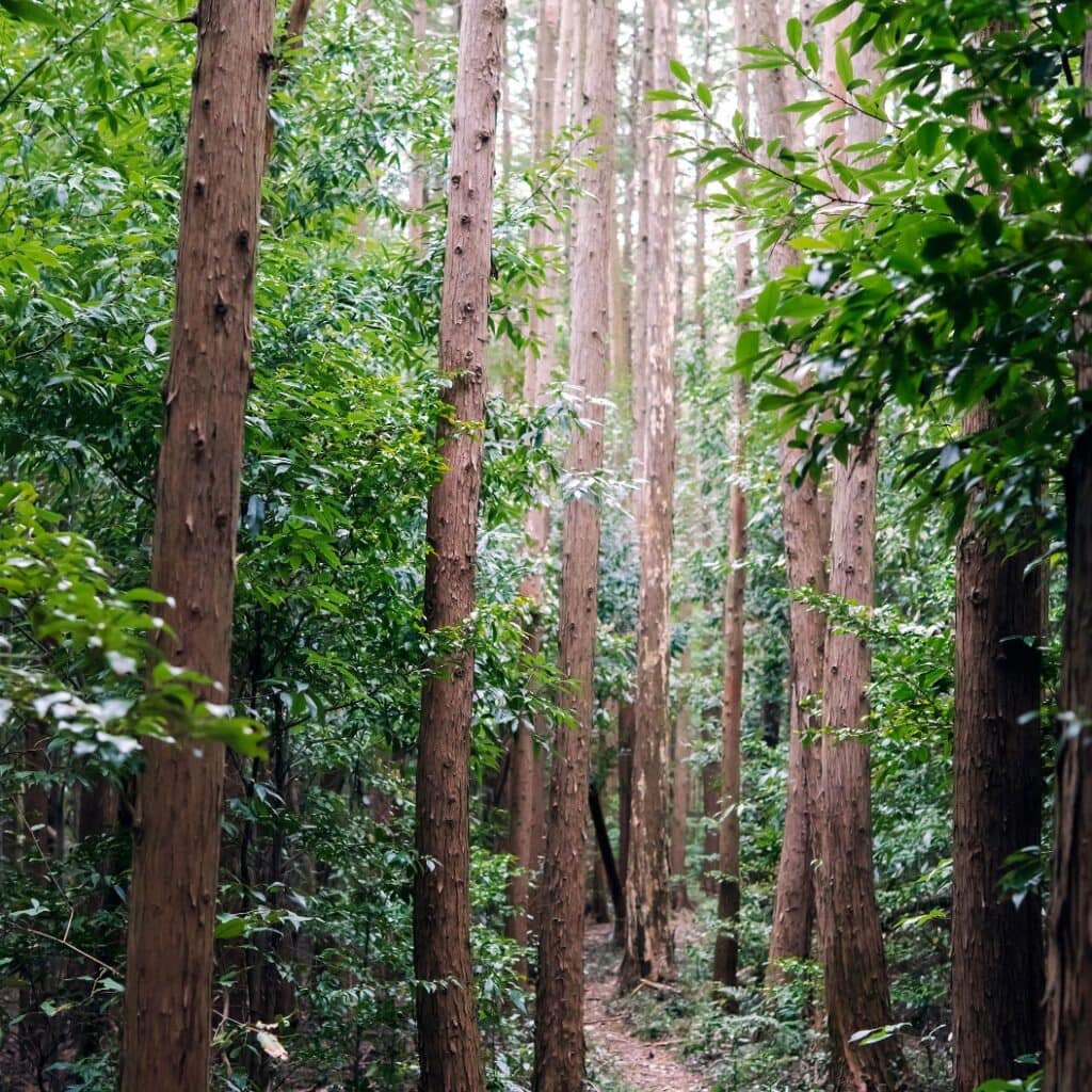 倒木がある山林／毛呂氏館跡（埼玉県毛呂山町）